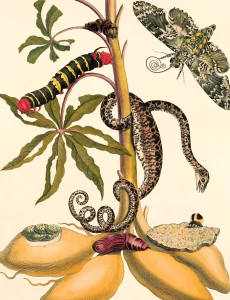 Illustration showing various stages of an insect's life cycle, including a caterpillar on a plant, a moth, a developing larva, and a chrysalis, by Maria Merian, alongside a snake coiled around the stem.