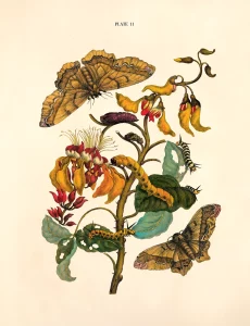 A botanical illustration by Maria Merian featuring flowers, leaves, caterpillars, and two moths. The foliage and insects are depicted in detailed, natural colors.
