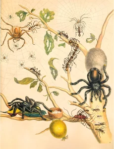 Illustration of various spider species on a tree branch, some building webs and others interacting. The branch has leaves and a yellow fruit, with other insects present on it, by Maria Merian.
