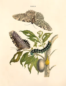 Illustration depicting the life stages of a butterfly: an egg, a striped caterpillar on a leaf, and two adult butterflies with patterned wings by Maria Merian, 1705