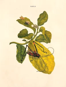 A botanical illustration by Maria Merian from 1705 shows a lemon plant with a large green and yellow lemon. Various insects, including a beetle and a caterpillar, are depicted on the leaves and the lemon