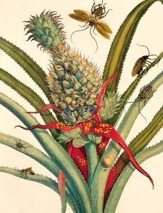 Illustration of a flowering pineapple plant surrounded by various insects, including bees and beetles. by Maria Merian, the plant has thick, spiky leaves and red flowers with yellow spots.