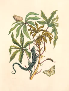 Illustration by Maria Merian from 1705 of a lizard, butterflies, and a caterpillar on a leafy branch.