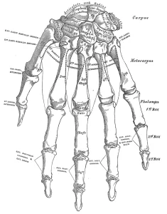 Black and white illustration of a human hand skeleton by Henry Vandyke Carter taken from Henry Gray's Anatomy