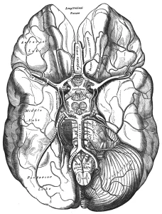 Black and white illustration of a human brain by Henry Vandyke Carter taken from Henry Gray's Anatomy