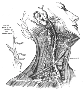 Black and white illustration of a human head by Henry Vandyke Carter taken from Henry Gray's Anatomy