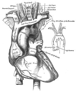 Black and white illustration of a human heart by Henry Vandyke Carter taken from Henry Gray's Anatomy