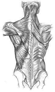 Black and white illustration of a human torso showing muscles by Henry Vandyke Carter taken from Henry Gray's Anatomy