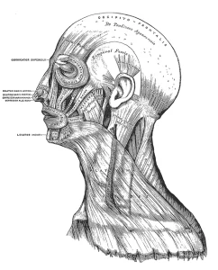 Black and white illustration of a human head by Henry Vandyke Carter taken from Henry Gray's Anatomy
