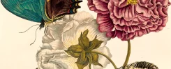 Closeup illustration of pink and white flowers with a blue butterfly and green catterpillar on a leaf, by Maria Sibylla Merian from 1705