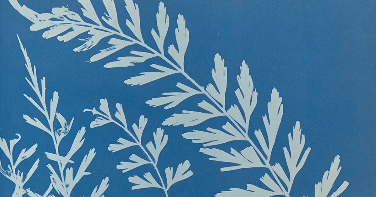 Anna Atkins Cyanotypes Botanical Sun Photography Anna Atkins Cyanotypes Botanical Sun Photography