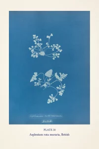 Cyanotype impression of a fern by Anna Atkins in blue and white