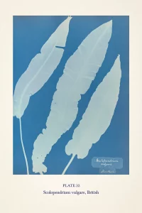 Cyanotype impression of a fern by Anna Atkins in blue and white