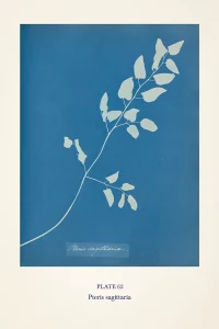 Cyanotype impression of a fern by Anna Atkins in blue and white