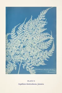 Cyanotype impression of a fern by Anna Atkins in blue and white