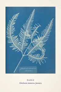 Cyanotype impression of a fern by Anna Atkins in blue and white