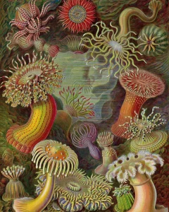 An intricate, vintage-style scientific illustration by Ernst Haeckel depicts various exotic and symmetrical sea creatures and microorganisms in a multicoloured underwater scene. The designs emphasize geometric patterns and intricate details, showcasing where art meets science.