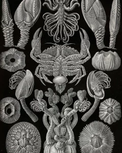 An intricate, vintage-style scientific illustration by Ernst Haeckel depicts various exotic and symmetrical sea creatures and microorganisms in black and white black background. The designs emphasize geometric patterns and intricate details, showcasing where art meets science.