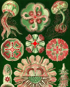 An intricate, vintage-style scientific illustration by Ernst Haeckel depicts various exotic and symmetrical sea creatures and microorganisms in red and green hues against a dark green background. The designs emphasize geometric patterns and intricate details, showcasing where art meets science.