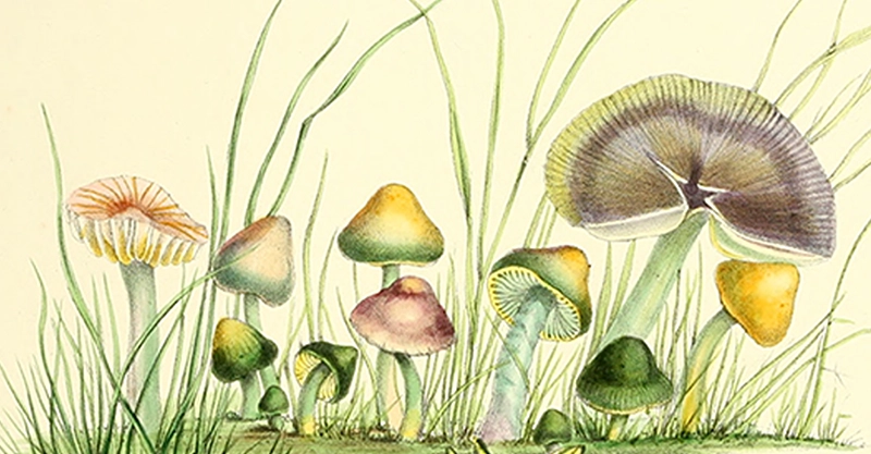 A Victorian botanical illustration of diverse fungi species by Anna Maria Hussey, a pioneering female mycologist and scientific illustrator.