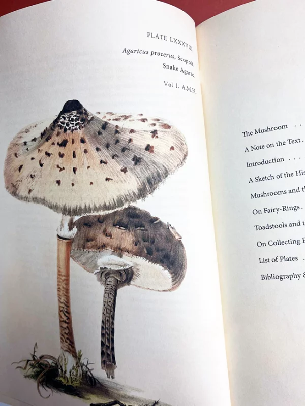 Anna Maria Hussey's Mushroom Illustrations – A detailed plate from "Illustrations of British Mycology" showing Agaricus procerus, the Snake Agaric, with tall scaly stems and broad, spotted caps, representing how art meets science in botanical studies.