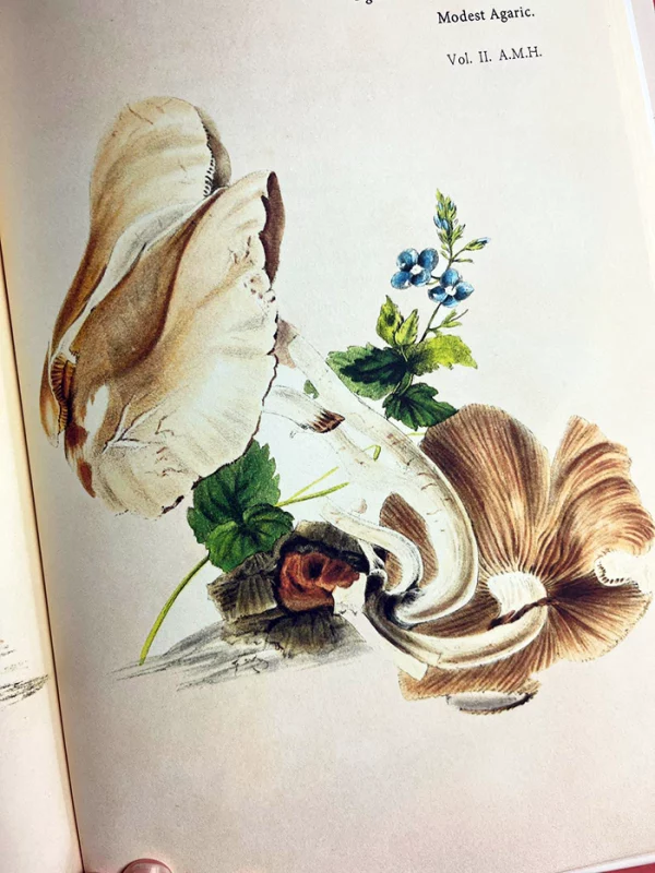 Anna Maria Hussey's Mushroom Illustrations – A delicate plate from "Illustrations of British Mycology" featuring the Modest Agaric mushroom alongside green leaves and small blue flowers, showcasing how art meets science through naturalist painting.