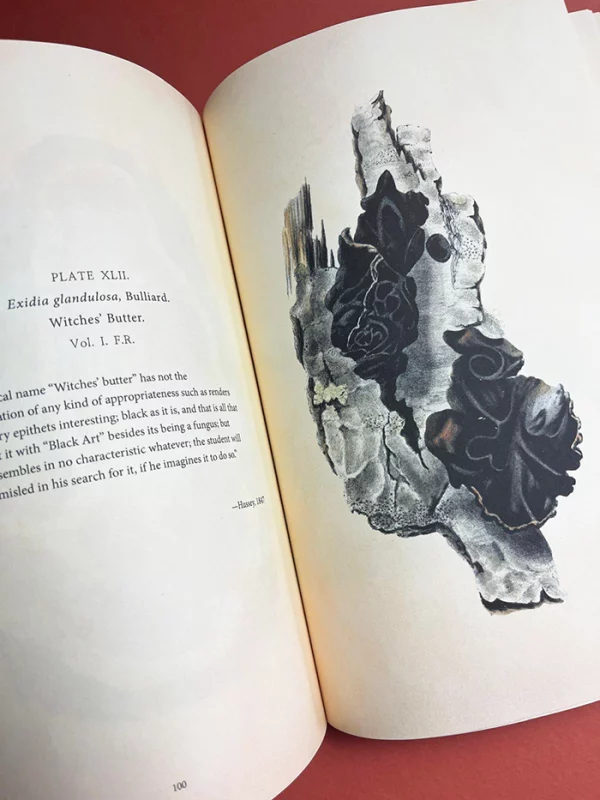 Anna Maria Hussey's Mushroom Illustrations – A striking plate from "Illustrations of British Mycology" depicting Exidia glandulosa, also called Witches’ Butter, with its dark, almost black rosette-like fungal growths on decayed wood, where art meets science in detailed observation.
