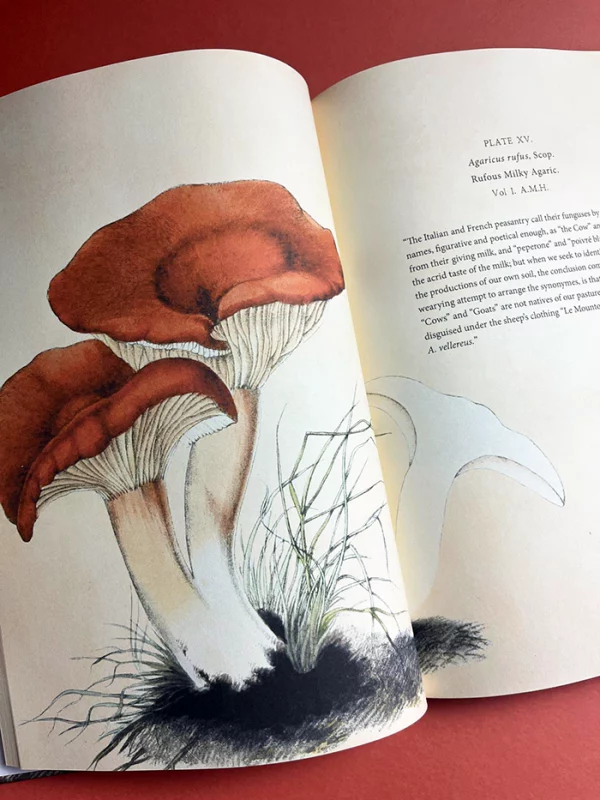 Anna Maria Hussey's Mushroom Illustrations – Botanical art from "Illustrations of British Mycology" presenting Agaricus rufus, the Rufous Milky Agaric, with vivid red-brown caps and white stems, blending art meets science in 19th-century mycological illustration.