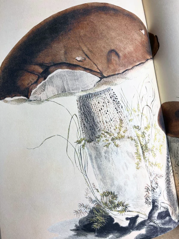 Anna Maria Hussey's Mushroom Illustrations – From "Illustrations of British Mycology," a realistic portrayal of a stout bolete mushroom with a broad brown cap and speckled thick stem, highlighting art meets science in mycology.