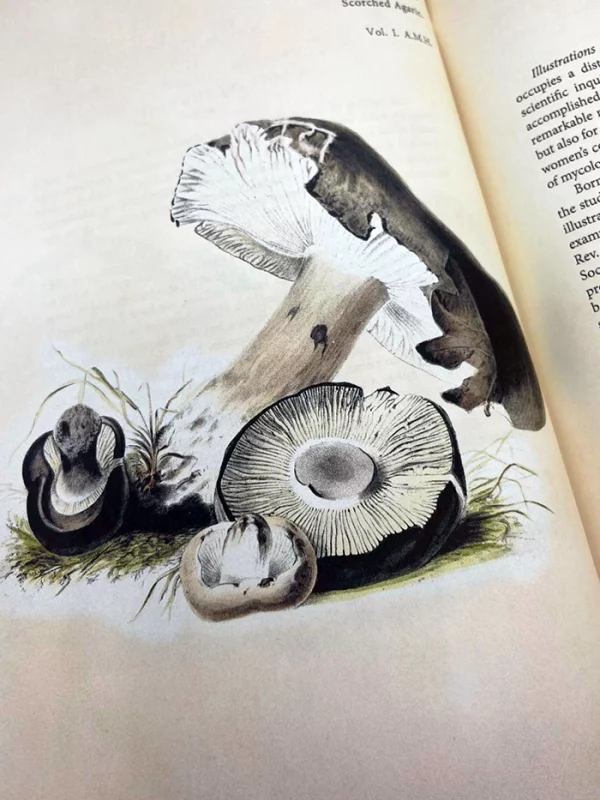 Anna Maria Hussey's Mushroom Illustrations – A plate from "Illustrations of British Mycology" showing the Scorched Agaric with brown caps and gills, surrounded by grass, emphasizing the precision where art meets science.