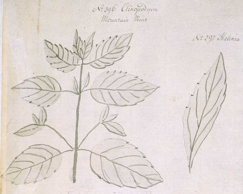 Women in Botany - Jane Colden illustration showing a black and white line drawing of a plant with leaves
