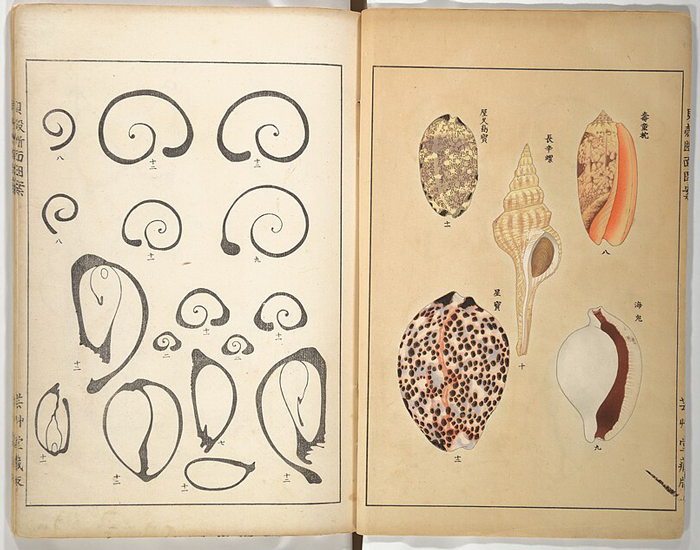 Seashell patterns illustrated by Yochiro Hirase, showcasing Japanese design and the intersection of art and science.
