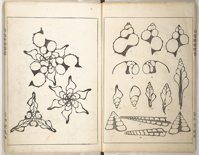 Seashell patterns illustrated by Yochiro Hirase, showcasing Japanese design and the intersection of art and science.