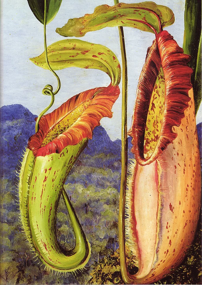 Women in Botany - oil painting of a pitcher plant by female botanist Marianne North
