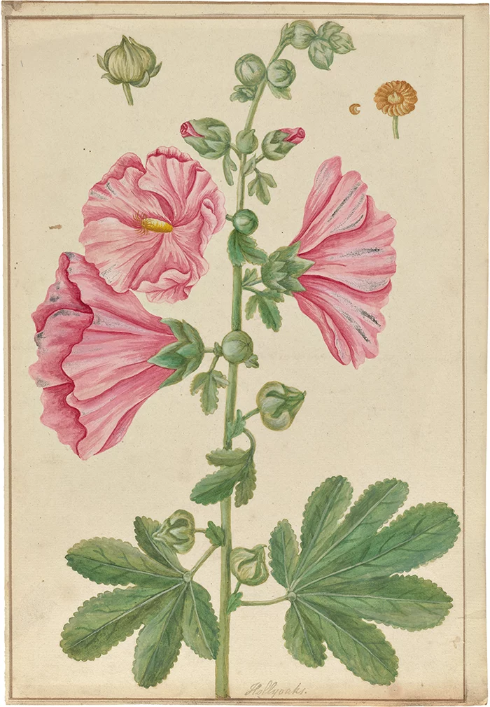 Women in Botany - engraving illustration from Elizabeth Blackwell's Curious Herball