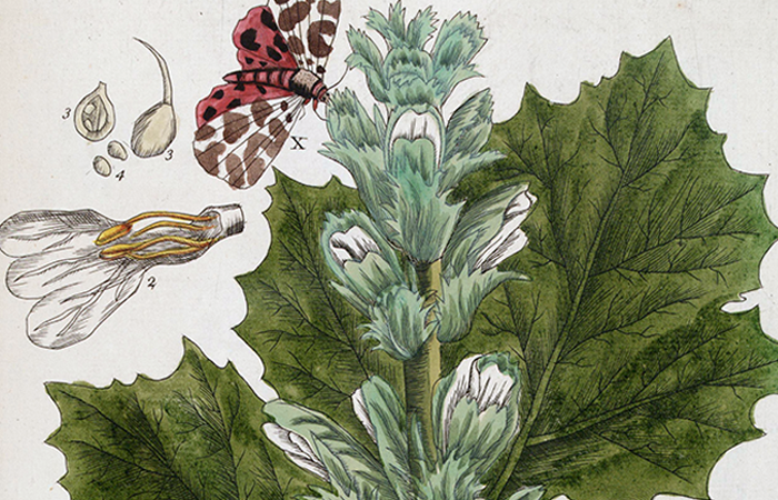 Women in Botany Blog Header showing an illustration of a green plant with white flowers, and a butterfly
