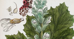 women botanical illustrators the art and science of women in botany blog header