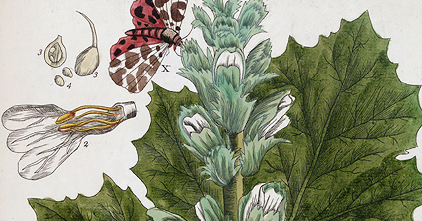 women botanical illustrators the art and science of women in botany blog header