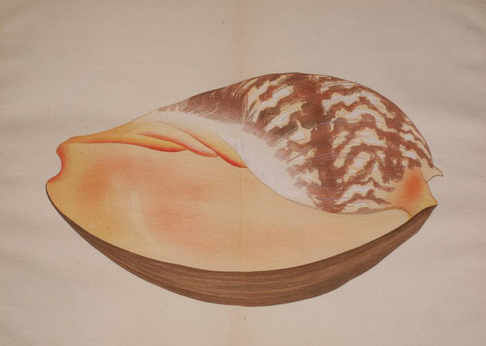 Japanese illustration of seashells showing intricate Seashell patterns, blending natural science with artistic design and cultural art.