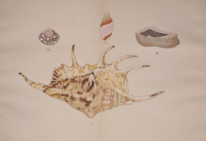 Japanese illustration of seashells showing intricate Seashell patterns, blending natural science with artistic design and cultural art.