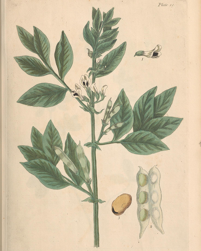 Botanical study of the broad bean plant with flowers, pods, and seeds from Elizabeth Blackwell's Curious Herbal.