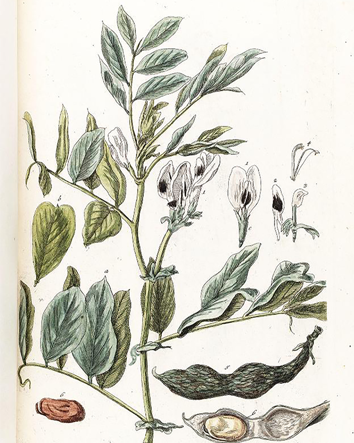 Hand-colored botanical illustration of a broad bean plant with flowers, pods, and seeds from an 18th-century herbal.