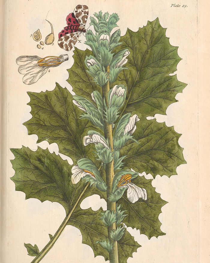Detailed botanical illustration of Acanthus with large green leaves, white flowers, and an accompanying moth, from Elizabeth Blackwell's Curious Herbal.