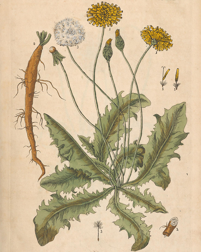 Illustration of a dandelion showing its flower, root, seed head, and individual seeds, from Elizabeth Blackwell's Curious Herbal.
