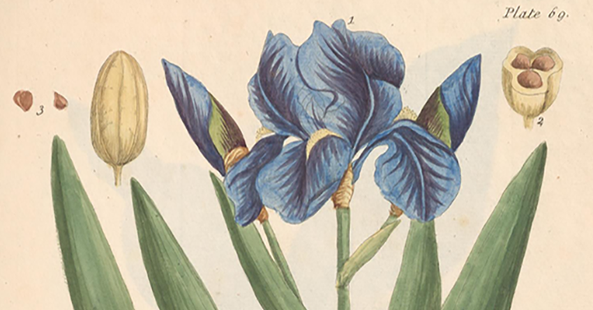 Elizabeth Blackwell's Curious Herbal Blog Header