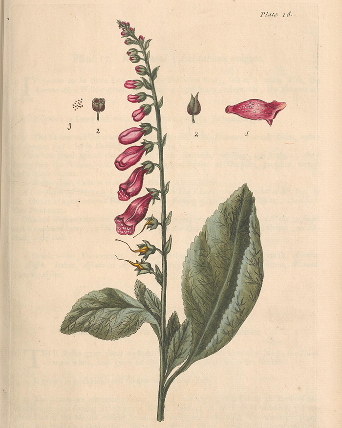 Illustration of a pink foxglove plant with detailed flowers and seeds, from Elizabeth Blackwell's Curious Herbal.