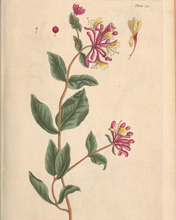 Botanical image of a honeysuckle vine with pink and yellow blossoms and berries, from Elizabeth Blackwell's Curious Herbal.