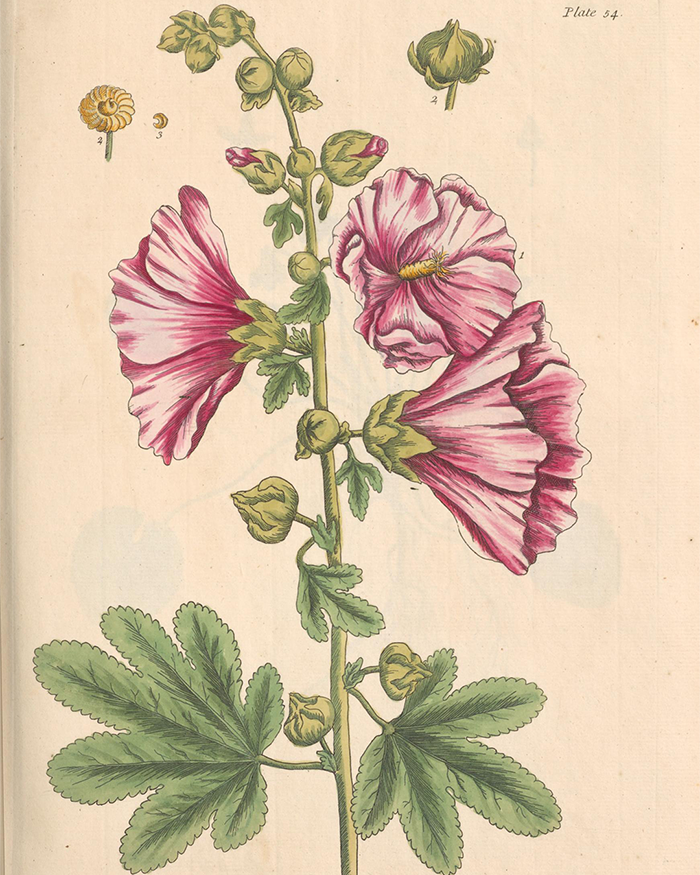 Depiction of a pink hollyhock (tree mallow) with blossoms, buds, and seed details by Elizabeth Blackwell's Curious Herbal.