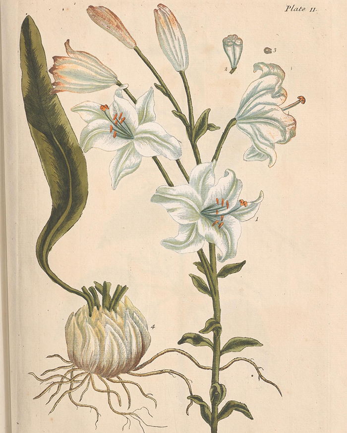 Botanical depiction of a white lily plant with flowers, bulb, and roots, from Elizabeth Blackwell's Curious Herbal.