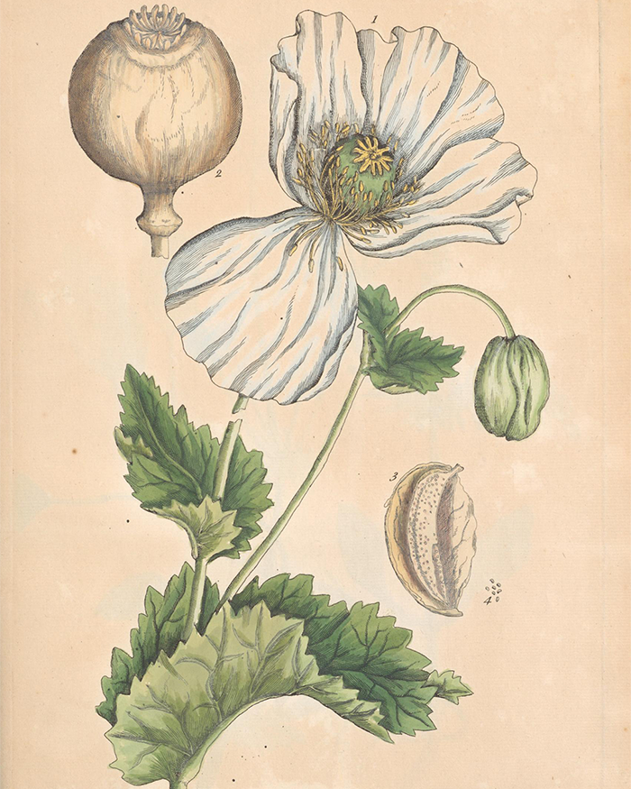Illustration of a white poppy with its flower, seed pod, and seeds, from Elizabeth Blackwell's Curious Herbal.